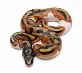 11pied15m01c (1).jpg