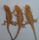IMAG2652-1.jpg