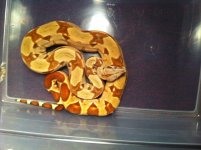 IMG_0916[2].jpg
