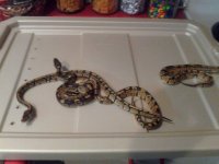 snakes.jpeg