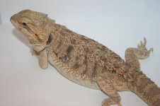 Citrus double het female.jpg