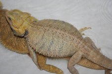 Citrus Purple HypoTrans Male.jpg