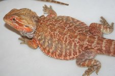 Scar Red Leather POss double het Kp lines.jpg