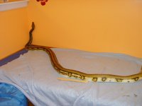 snake pictures 12-30-11 022.jpg