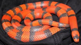Male Honduran 002.jpg