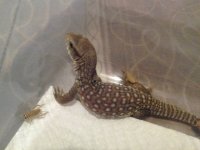 lizard.jpeg