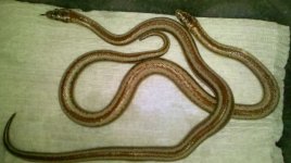 Rosy Boa1.jpg