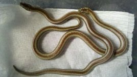 Rosy Boa2.jpg