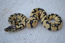 2011 snakes for sale 060 (500x333).jpg