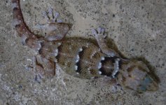 chondrodactylusfitzsimonsimale.jpg