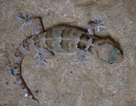 chondrodactylusfitzsimmonsifemale.jpg