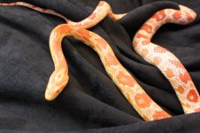 Corn Female 002.jpg