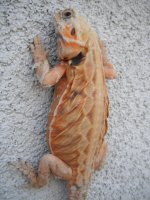 DSCF6811.jpg