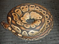 Blackback & Dinkers 040.jpg