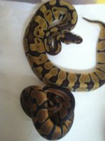 IMG_1332.jpg