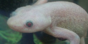 leucisticribbedeyeandre.jpg