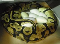 Anise 2012 on Eggs.JPG