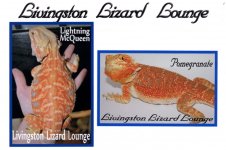 Bearded dragons for sale - Lightning McQueen x Pom153.jpg