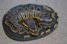 sable and mojave 012 (500x333).jpg