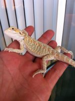 reptiles 025.jpg