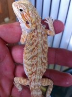 reptiles 023.jpg