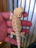 reptiles 021.jpg