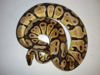 G%20Stripe%20Package%20007.JPG