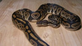 gooty 009.jpg