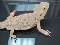 IMG_0522.jpg