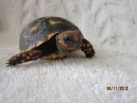 IMG_0011.JPG
