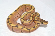 1.0 Honeybee L25scaledF.jpg