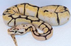 2011bb50%hhypo Blanca Diabla 044.jpg