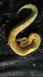 albino male.jpg