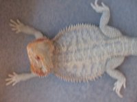 IMG_0803.jpg