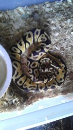 ALBINO PASTEL.jpg