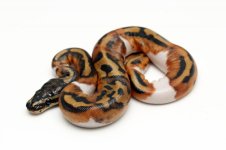 11pied15m01a.jpg
