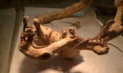 Baby beardies.jpg