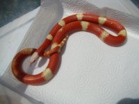 albino female nelsoni1.jpg