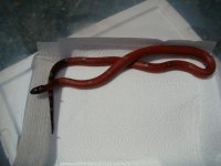 het albino nelsoni male1.jpg