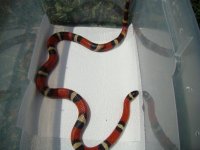 Het albino nelsoni fem1.jpg