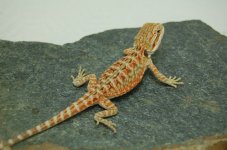 DSC_0044.jpg