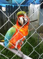 harlequin.jpg