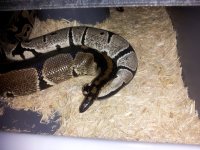 20120222_205530.jpg