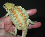 $ A 02-22 Dragons 014_edited-1.jpg