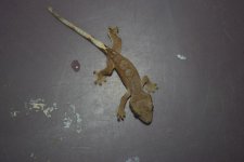 # A 10-06 Cresties 032_edited-1.jpg