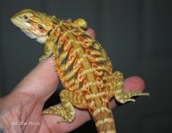 $ A 02-22 Dragons 015_edited-1.jpg