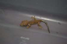 # A 10-06 Cresties 024_edited-1.jpg