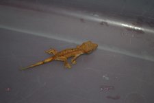 # A 10-06 Cresties 001_edited-1.jpg