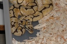 2009-11-05 Pete Kahls snakes_00091.jpg