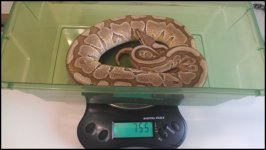 fs-butterwomam.jpg